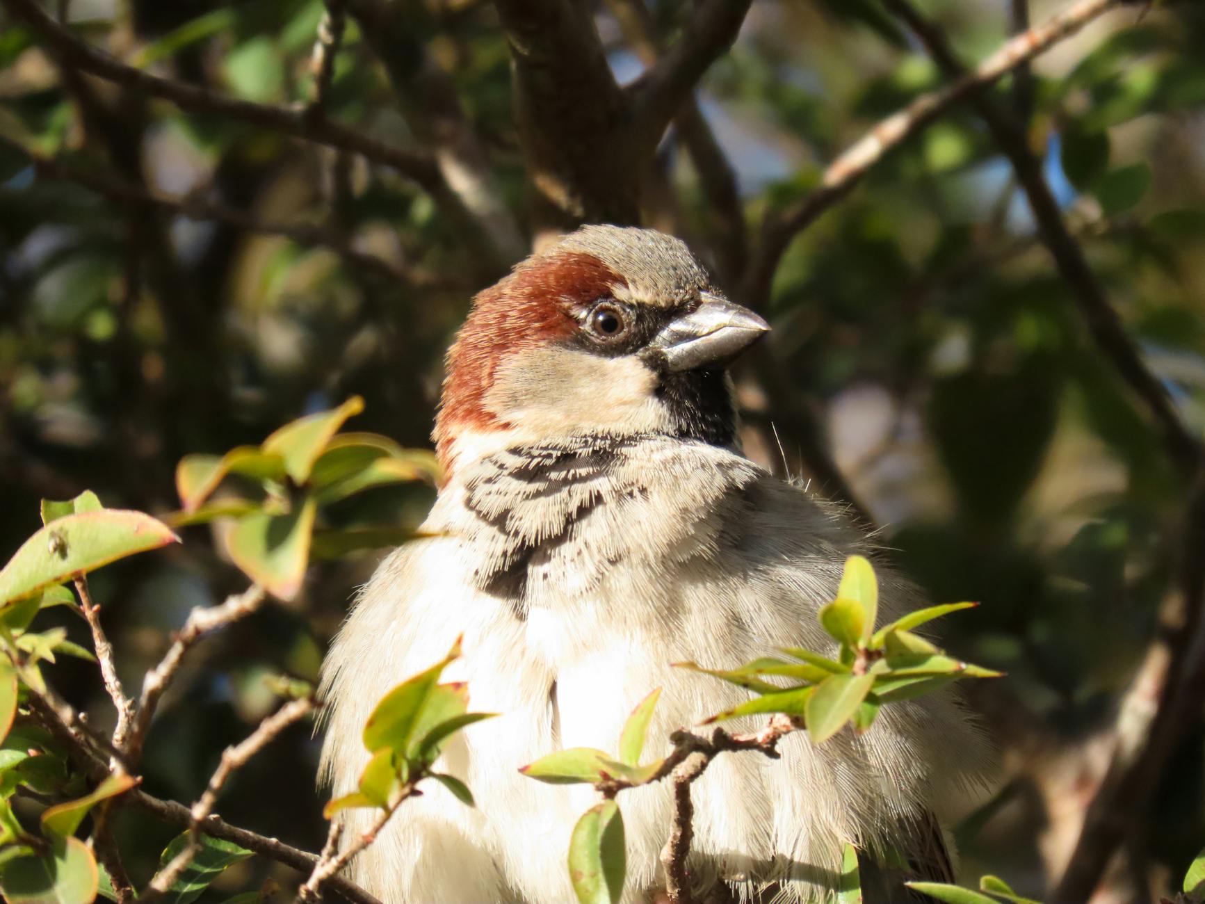 close up of sparrow in rio grande do sul foliage