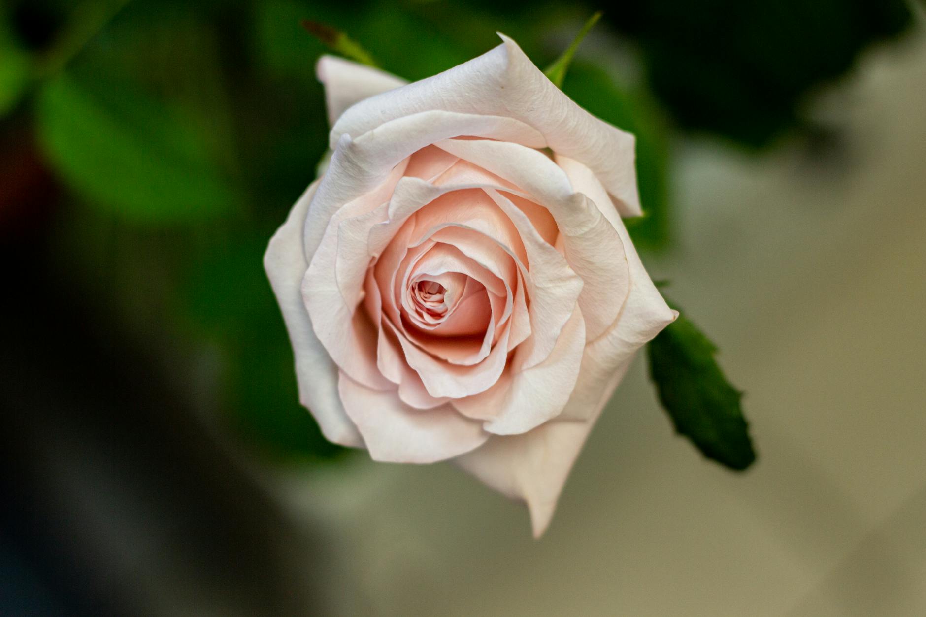 close up of a soft pink rose blooming